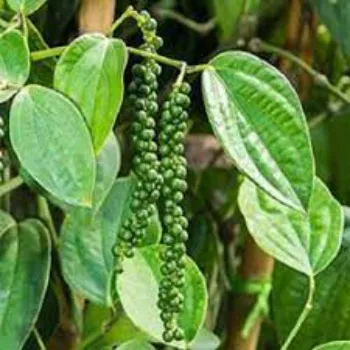 Vitamins Guava Plant